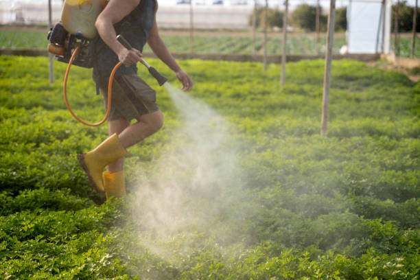Best Wasp Removal Services  in Steiner Ranch, TX